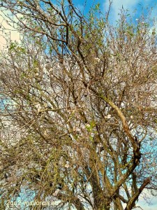 Mandelbaum auf Mallorca mit erster Blüte kurz nach Weihnachten