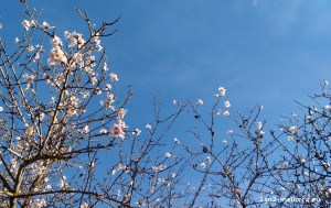 mandelbluete-bluesky-mallorca-santanyi