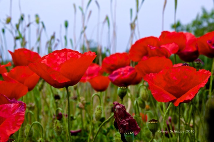 Roter Mohn vor blauem Himmel