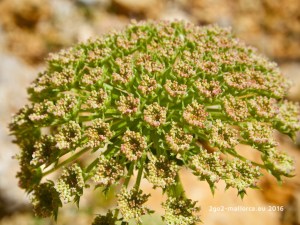 Ein schafgarbenartiger Blütenstand