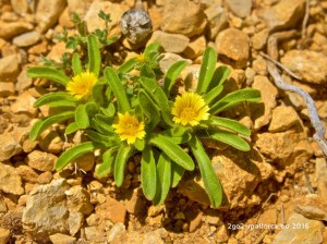 Kleine Blume am Wegesrand