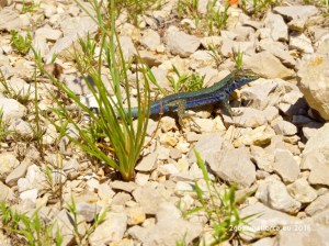 Eidechse und ungeeignete Verstecke