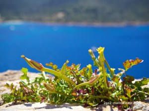 Kleine Blume gross in Szene