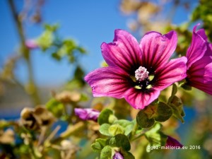 Malvenblüte vor Meer