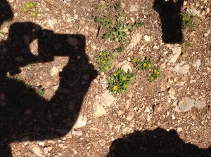 Blume und Fotografinnenschatten