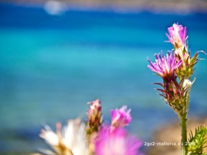 Violett vor Blau - Distel vor Meeresbucht