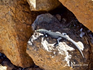 EIne Eidechse in der Sonne auf Cabrera