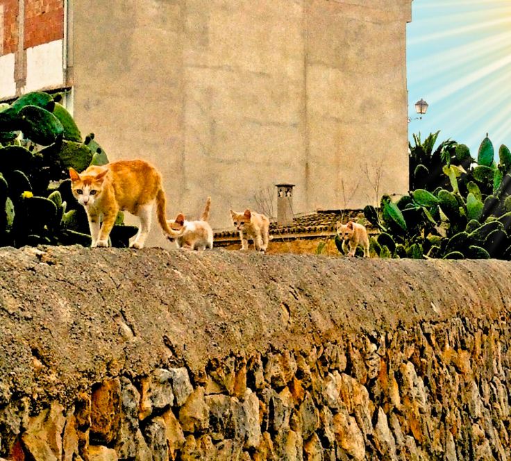 Catwalk auf der Mauer - Santanyí, Mallorca