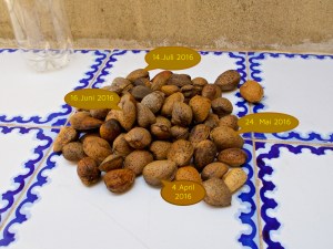 Mandeln von jedem Lauf