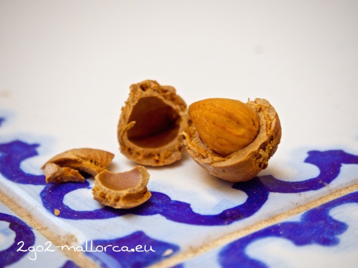 Es ist soweit: Die Mandeln sind reif auf Mallorca, und lecker sind sie auch