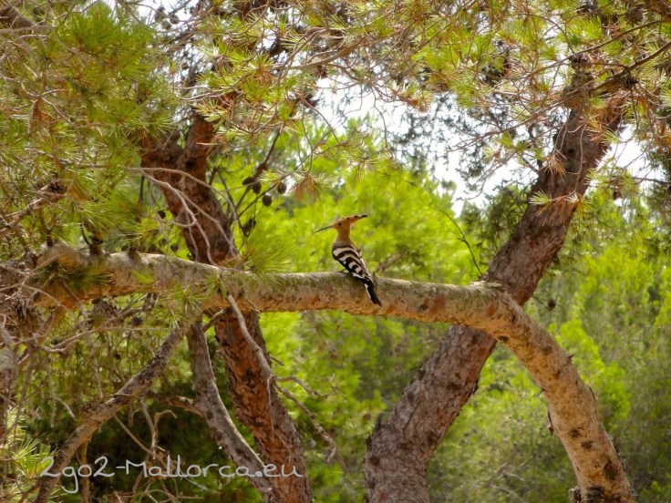 Ein Wiedehopf oder auch Puput auf Mallorca in Portocolom