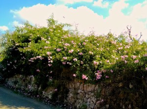 Überall blüht es - es muss Herbst auf Mallorca sein.