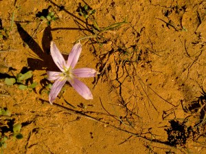 Herbst Mallorca - Herbstzeitlose? Nicht ganz, aber so ähnlich