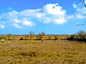 Schafe, Reiher und Reiher auf Schafen