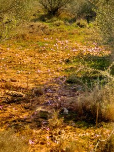 Kleine Blume überall - mallorquinische Herbstzeitlose - oder so