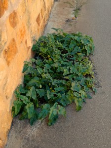 Wilde Spritzgurken am Strassenrand bei Santanyi