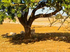 Schafe unter mallorquinischem Baum