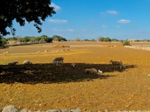 Lamm in der Sonne - Herbst auf Mallorca