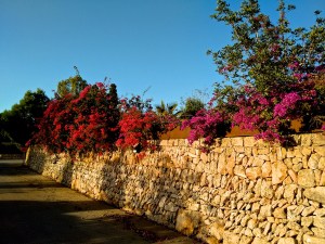 Blühende Bougainvillae in der Abendsonne - Joggers Traum auf Mallorca (im November :-)