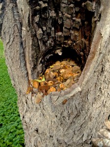 Schlechtes Versteck für Nüsse auf Mallorca