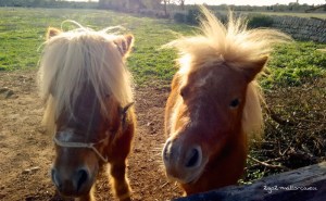 Herbst Mallorca Sonne Ponies