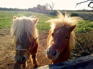 Zwei neugierige, aber vor allem, hungrige Ponies an der Laufstrecke. Im Gegenlicht extra strahlend. Mallorca-Jogging im November