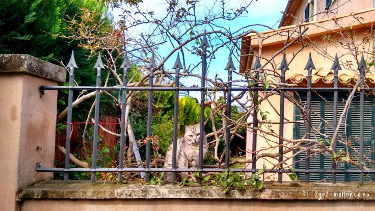 katze soller am zaun