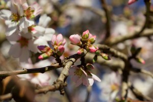 Mandelknospen Mandelbaum Mallorca