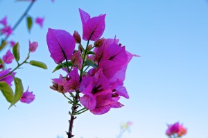 Bougainvillea Mallorca Himmelblau
