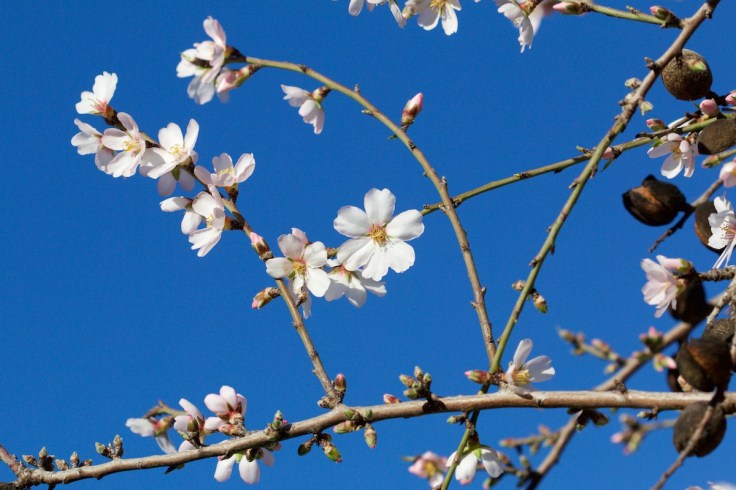 Mandelbaum Mandelblüte Mallorca