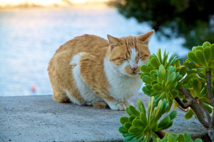 Katze Cala Figuera Mallorca