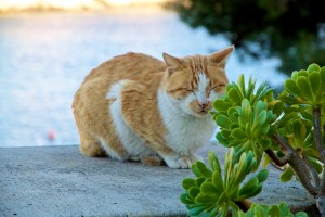 Katze Cala Figuera Mallorca
