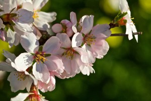 Mallorca Mandelblüte rosa