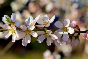 Mallorca Mandelblüten