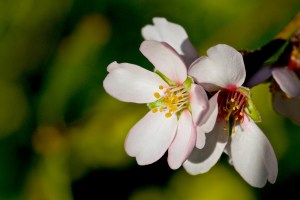 Mandelblüte Nahaufnahme - keine Satellitenschüssel