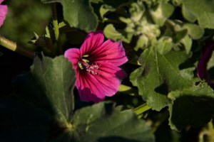 Malvenblüte Mallorca