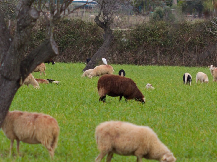 Schafe Seidenreiher Wiese Mallorca
