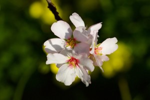Mandelblüten Blüten Mallorca