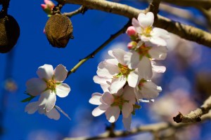 Mandelblüte Himmelblau Mallorca