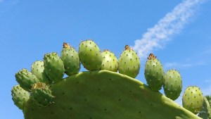 Kaktus Sommer Mallorca Santanyí doschu