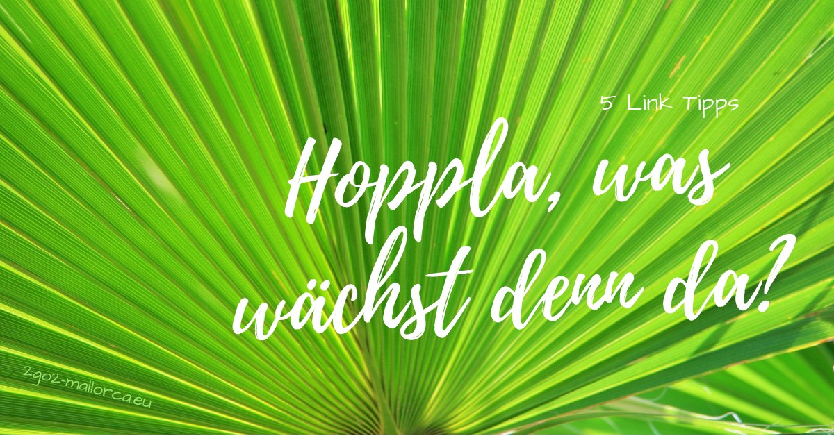 Illustration 5 Link Tipps Pflanzenwelt Mallorca