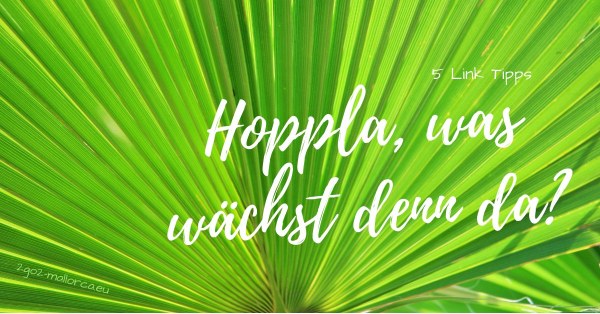 Illustration 5 Link Tipps Pflanzenwelt Mallorca