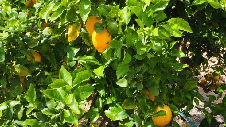 Zitronenbaum Mallorca