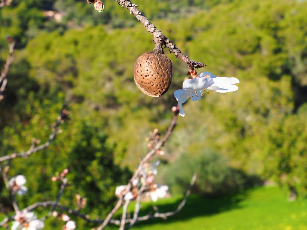 Mandel & Mandelblüte