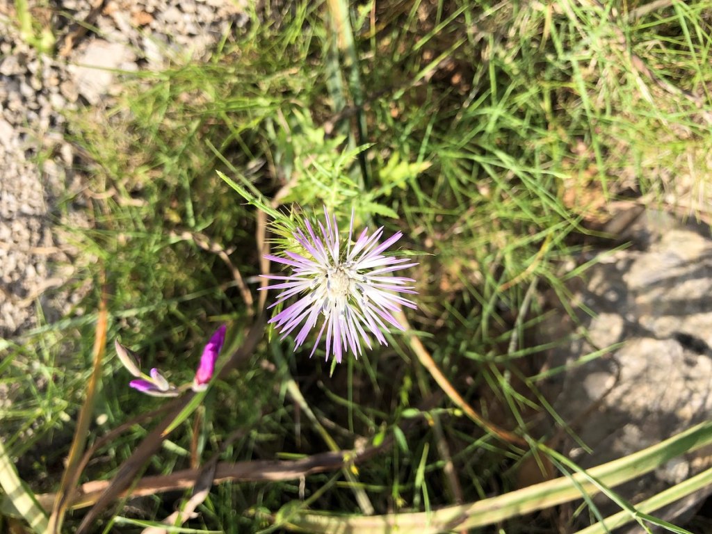 Milchfleckdistel-Blüte