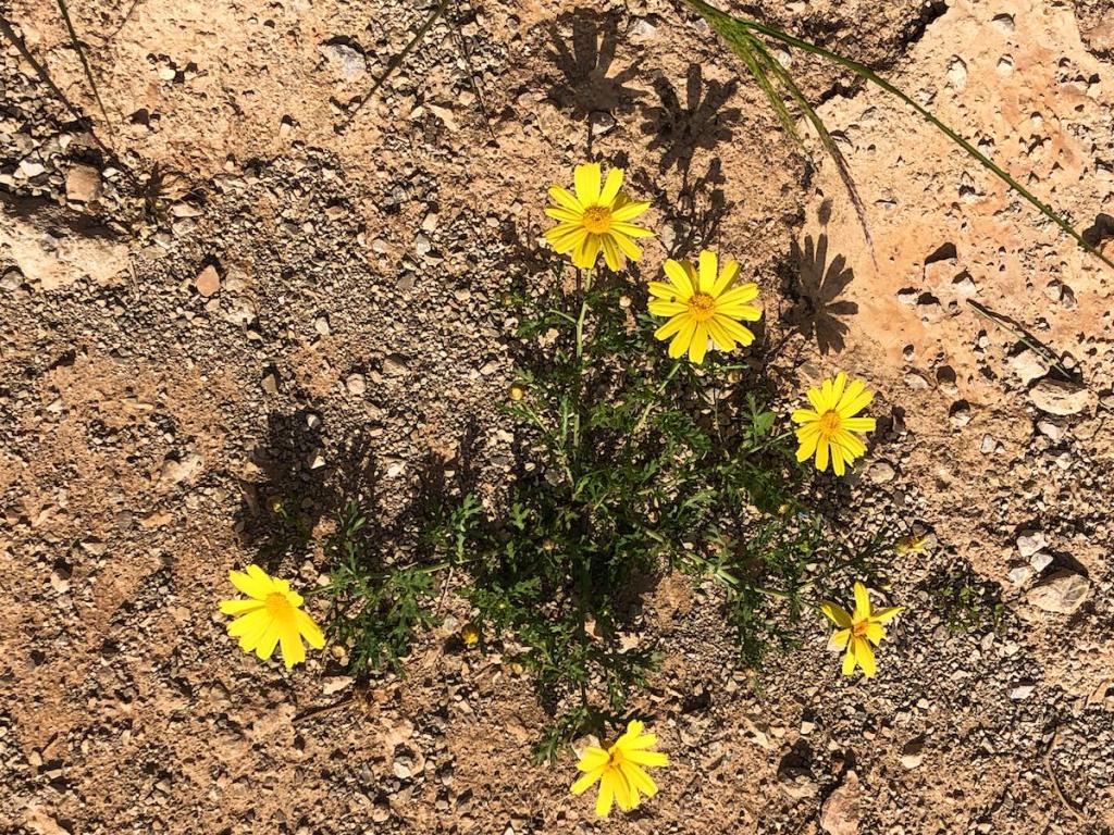 gelbe Blüten auf rotbrauner Erde