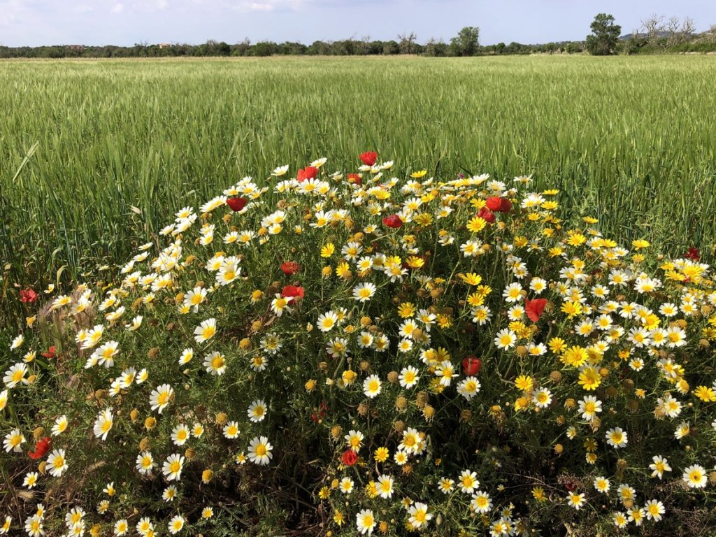 Kronenwucherblumen mit Mohnblüten vor Weizenfeld