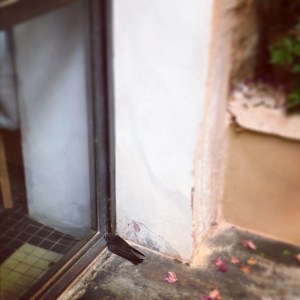 Schwalbenjungtier im Patio