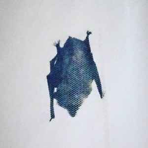 Haus-Tiere Mallorca Fledermaus