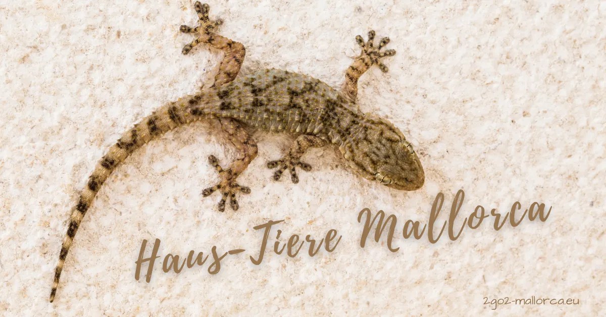 haus tiere mallorca 2go2mallorca